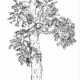 meinfreundderbaum_web