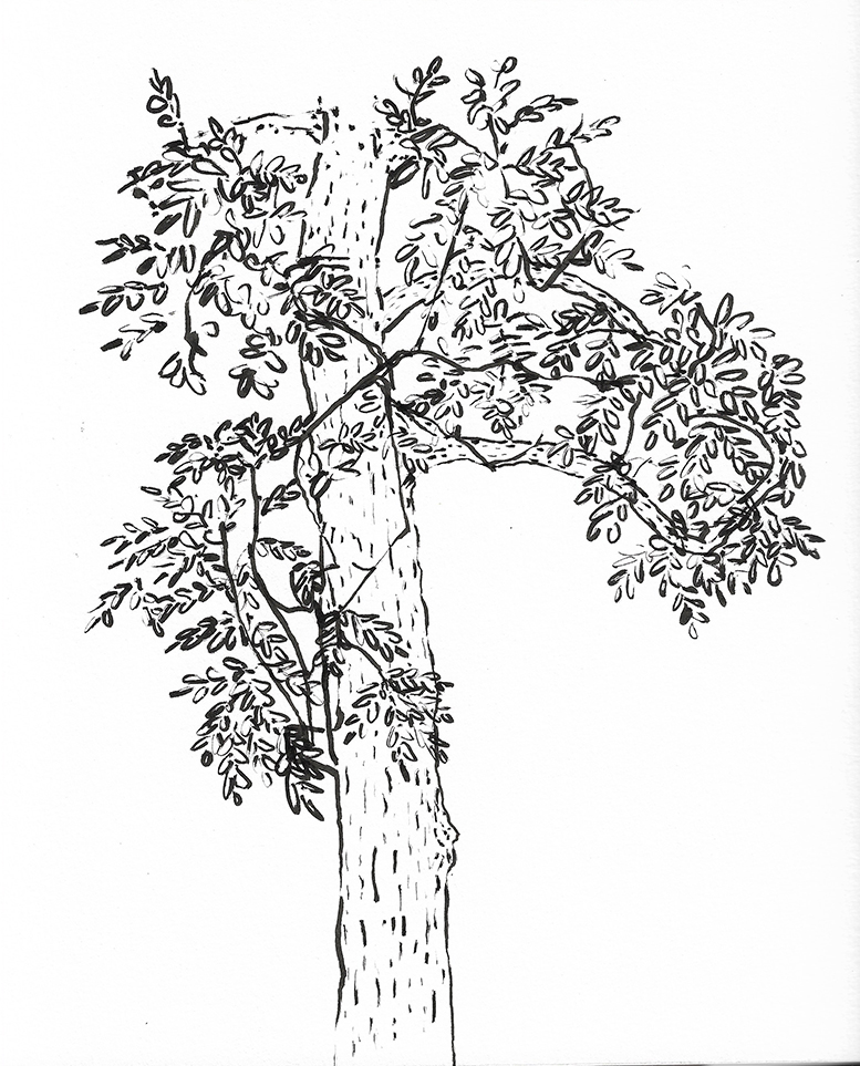 meinfreundderbaum_web