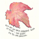 blatt_web