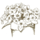 blumen_web
