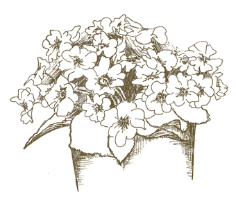 blumen_web