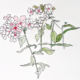 mareikesblumen