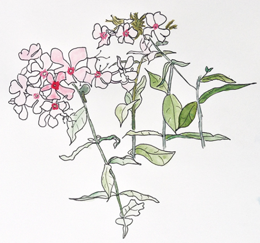 mareikesblumen