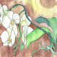 Orchidee