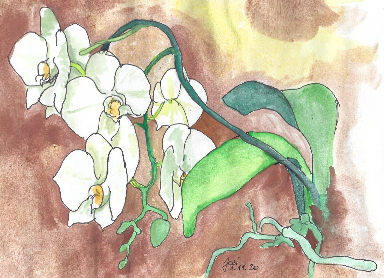 Orchidee