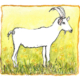 ziege