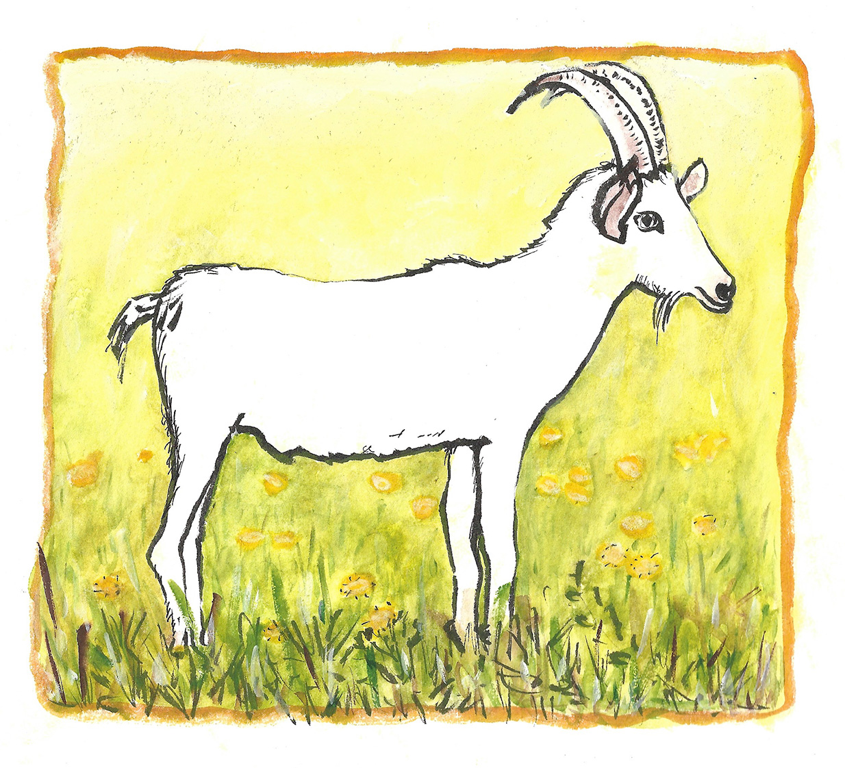 ziege