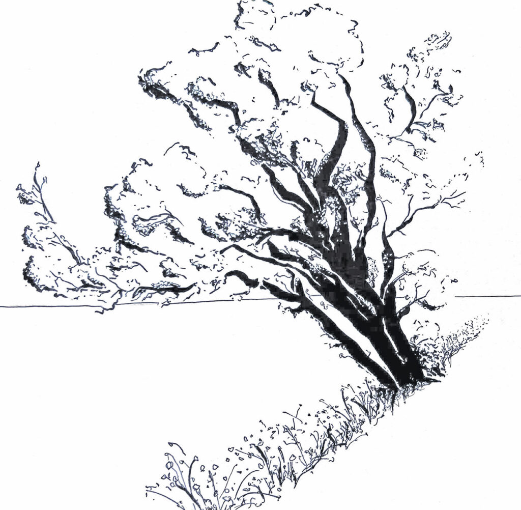 baum