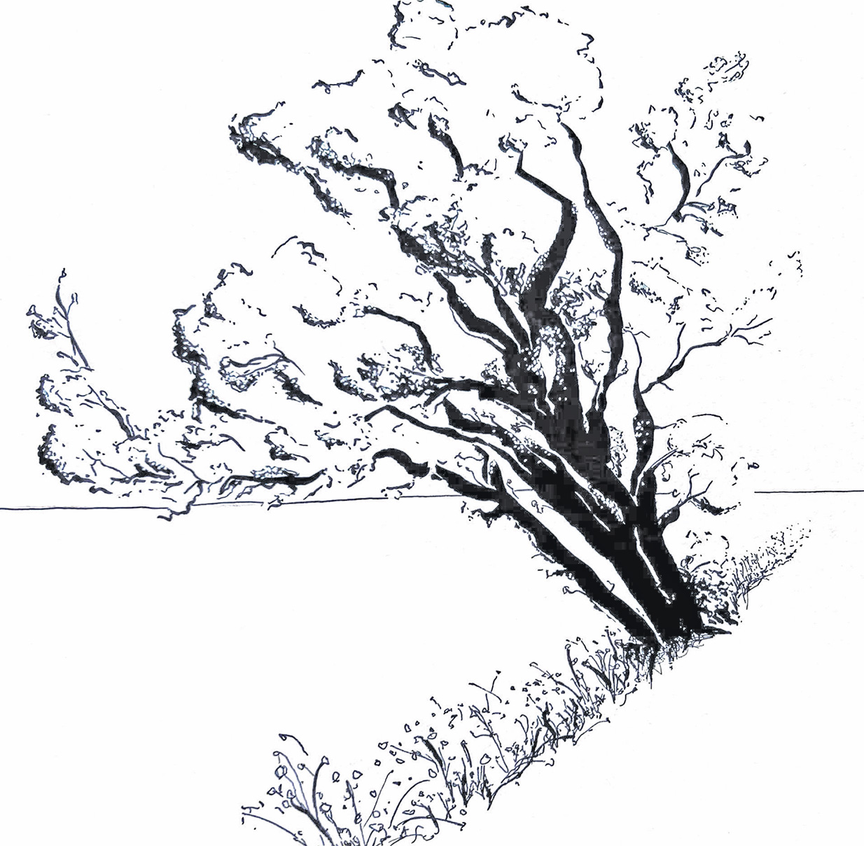 baum